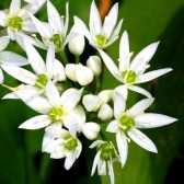 Ramsons