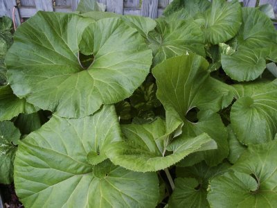butterbur