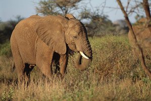 Ecotourism