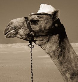 Top 10 Weirdest Laws in the USA Top 10 Weirdest Laws in the USA