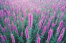 Natural Skin Care Recipes - Lavender Natural Skin Care Recipes