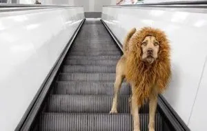 The Fantastic 'Lion Dog' + other Weekly Discoveries - lion dog photos e1462543942320