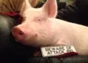 How One Pig Convinced Thousands to go Vegan - Urbanette Esther1