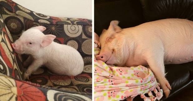 How One Pig Convinced Thousands to go Vegan