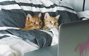 Sprechende Katzen + andere wöchentliche Entdeckungen - tumblr o36yi8alZK1us7vt4o1 500